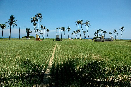 Đảo Lý Sơn mở rộng trồng tỏi hữu cơ