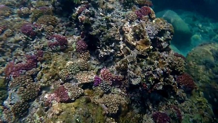 Du lịch biển đảo Lý Sơn gắn với bảo tồn sinh học