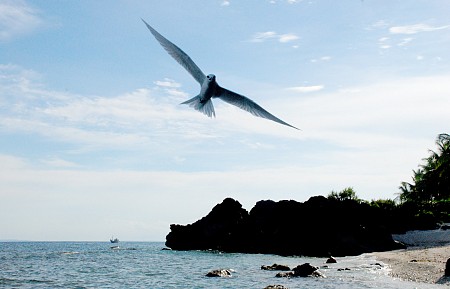 Những cánh chim hải âu trên đảo Lý Sơn