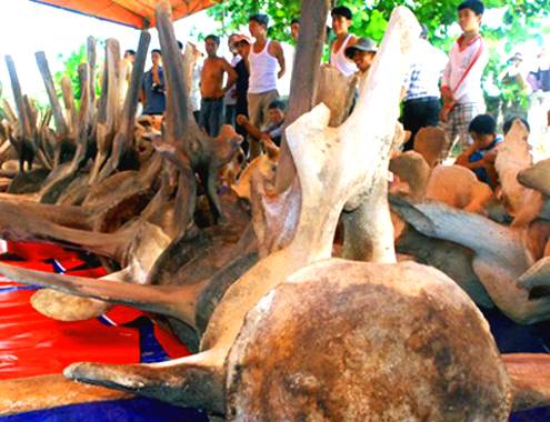 Bộ Xương cá voi ở huyện đảo lý sơn