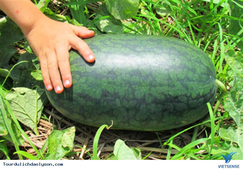 Dưa hấu Hắc mỹ nhân