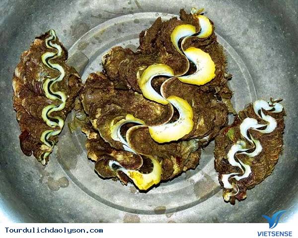 Ốc tượng đảo lý sơn Quảng Ngãi