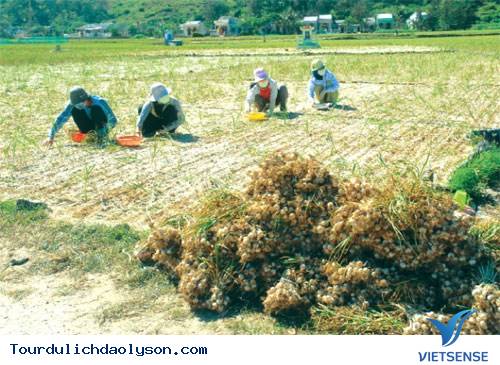 Vẻ đẹp hoang sơ của Lý Sơn - Ảnh 1 Vẻ đẹp hoang sơ của Lý Sơn - Ảnh 1