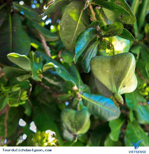 quabangvuongtrendaolyson