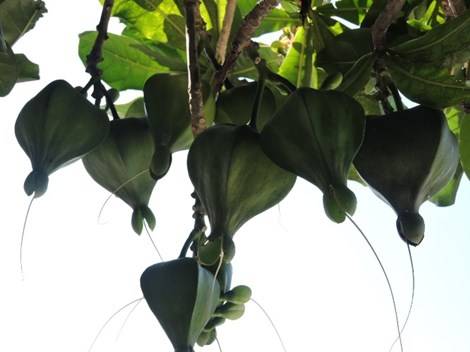 qua-bang-vuong-tren-dao-ly-son