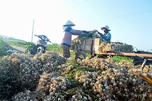 Du lịch vương quốc tỏi Lý Sơn Du lịch vương quốc tỏi Lý Sơn