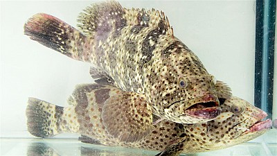 Cá Mú - Lý Sơn Cá Mú - Lý Sơn