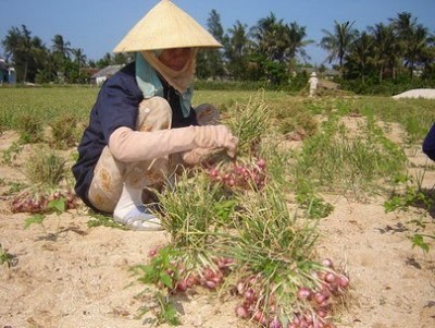 Đặc sản nổi tiếng của Đảo Lý Sơn – Quảng Ngãi Đặc sản nổi tiếng của Đảo Lý Sơn – Quảng Ngãi