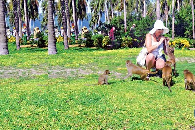 Du lịch đảo khỉ Lý Sơn Du lịch đảo khỉ Lý Sơn