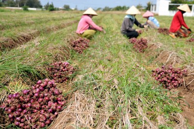 Du lịch Đảo Lý Sơn- Mùa thu hoạch hành Du lịch Đảo Lý Sơn- Mùa thu hoạch hành