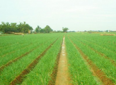 Du lịch Lý Sơn hòn đảo của những sắc màu Du lịch Lý Sơn hòn đảo của những sắc màu