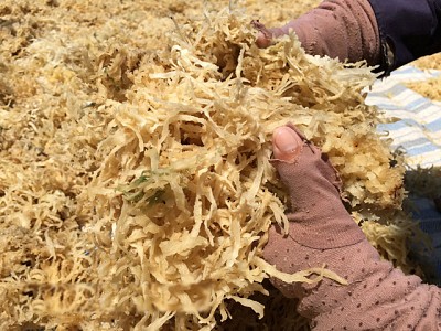 Du lịch Lý Sơn mùa rau chân vịt Du lịch Lý Sơn mùa rau chân vịt