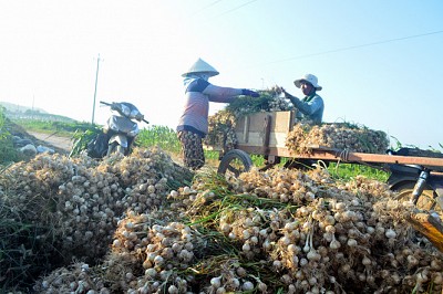 Du lịch vương quốc tỏi Lý Sơn Du lịch vương quốc tỏi Lý Sơn