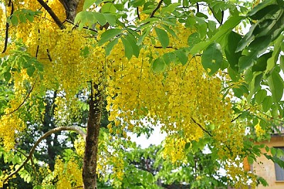 Lý Sơn- Quảng Ngãi con đường của những sắc hoa Lý Sơn- Quảng Ngãi con đường của những sắc hoa