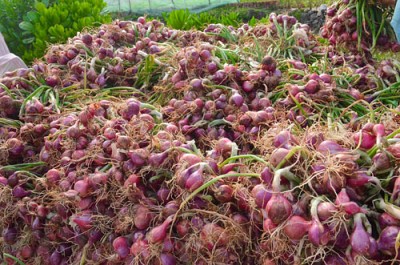 Những trải nghiệm cùng người dân biển đảo Lý Sơn Những trải nghiệm cùng người dân biển đảo Lý Sơn