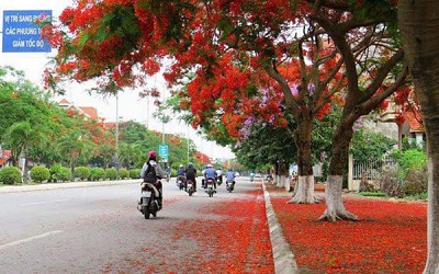 Quảng Ngãi những con đường đẹp như trong truyện cổ tích Quảng Ngãi những con đường đẹp như trong truyện cổ tích