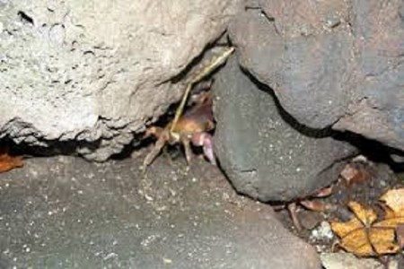 Bãi cua đá trăm triệu của ngư dân Lý Sơn Bãi cua đá trăm triệu của ngư dân Lý Sơn