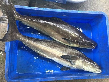 Cá Bớp Lý Sơn Cá Bớp Lý Sơn