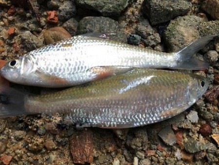 Cá Niên đặc sản Đảo Lý Sơn