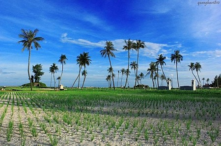 Khám Phá Những Cánh Đồng Tỏi Độc Đáo Ở Lý Sơn Khám Phá Những Cánh Đồng Tỏi Độc Đáo Ở Lý Sơn