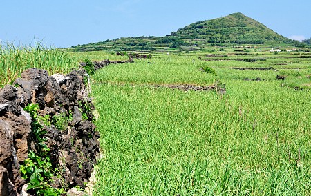 Đảo lý sơn có gì đẹp Đảo lý sơn có gì đẹp