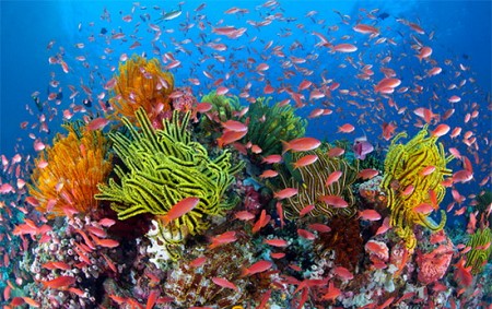 Đảo Lý Sơn lập khu bảo tồn biển gần 8.000 ha