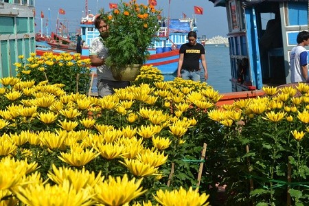 Đảo Lý Sơn- Quảng Ngãi rực rỡ đón xuân Đảo Lý Sơn- Quảng Ngãi rực rỡ đón xuân