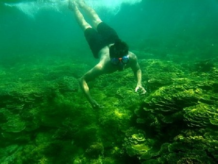 Khám phá rạn san hô Gành Yến- Quảng Ngãi