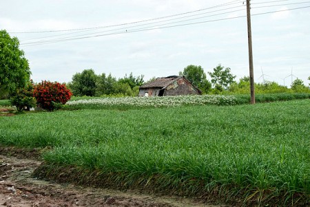 Làng hẹ sẻ Quảng Ngãi Làng hẹ sẻ Quảng Ngãi