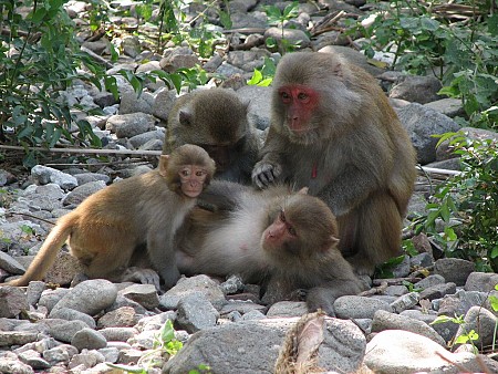 Muốn vui đùa cùng khỉ hãy đến đảo Lý Sơn -Quảng Ngãi