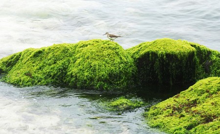 Rêu dệt thảm trầm tích đảo Lý Sơn