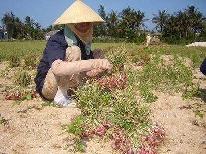 Đà Nẵng- Lý Sơn 2N2D