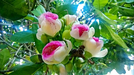 Chương trình Lý Sơn: Hà Nội/Hồ Chí Minh - Lý Sơn 4N3Đ KH 14-17/04