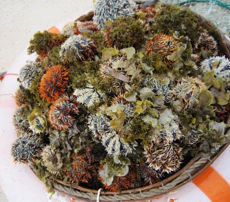 Chương trình Lý Sơn: Hà Nội/Hồ Chí Minh - Lý Sơn 4N3Đ KH 14-17/04