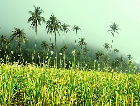 Khởi hành từ Hà Nội 3 Ngày 2 Đêm Hè 2025