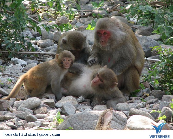 Muốn vui đùa cùng khỉ hãy đến đảo Lý Sơn -Quảng Ngãi - Ảnh 1 Muốn vui đùa cùng khỉ hãy đến đảo Lý Sơn -Quảng Ngãi - Ảnh 1