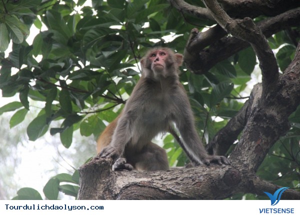 Muốn vui đùa cùng khỉ hãy đến đảo Lý Sơn -Quảng Ngãi - Ảnh 2 Muốn vui đùa cùng khỉ hãy đến đảo Lý Sơn -Quảng Ngãi - Ảnh 2