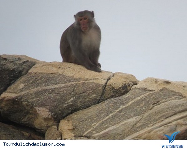 Muốn vui đùa cùng khỉ hãy đến đảo Lý Sơn -Quảng Ngãi - Ảnh 4 Muốn vui đùa cùng khỉ hãy đến đảo Lý Sơn -Quảng Ngãi - Ảnh 4