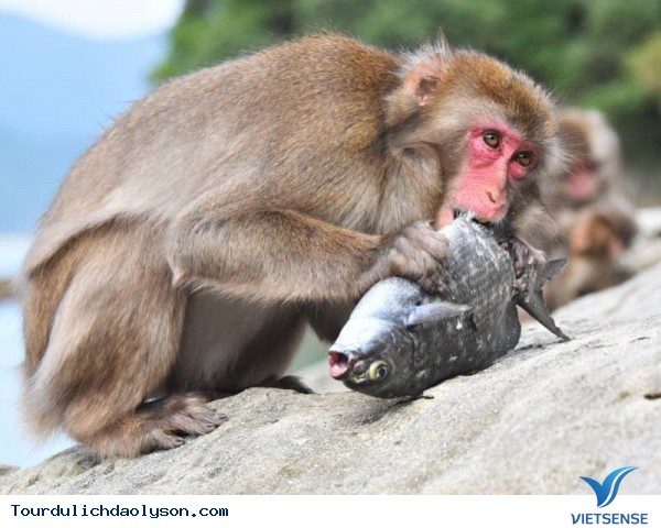 Muốn vui đùa cùng khỉ hãy đến đảo Lý Sơn -Quảng Ngãi - Ảnh 3 Muốn vui đùa cùng khỉ hãy đến đảo Lý Sơn -Quảng Ngãi - Ảnh 3