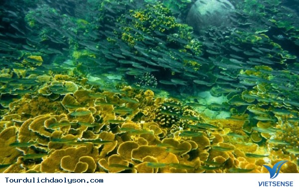 Tuần lễ Văn hóa đảo Lý Sơn lần thứ nhất - Ảnh 5