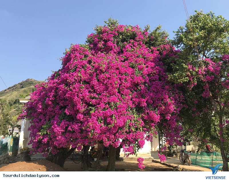 Hoa giấy Lý Sơn - Ảnh 1