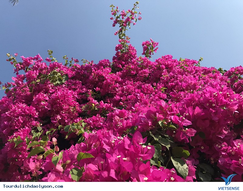 Hoa giấy Lý Sơn - Ảnh 2