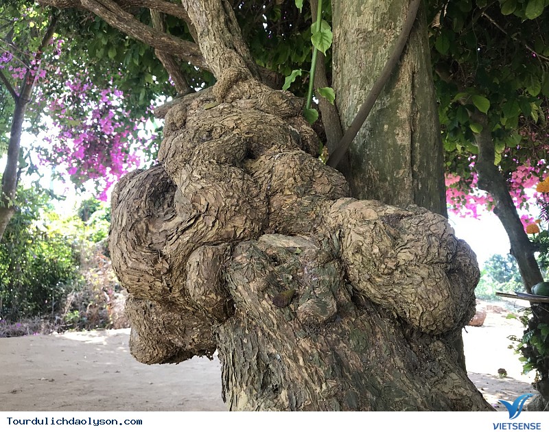 Hoa giấy Lý Sơn - Ảnh 4