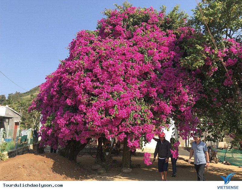 Hoa giấy Lý Sơn - Ảnh 3