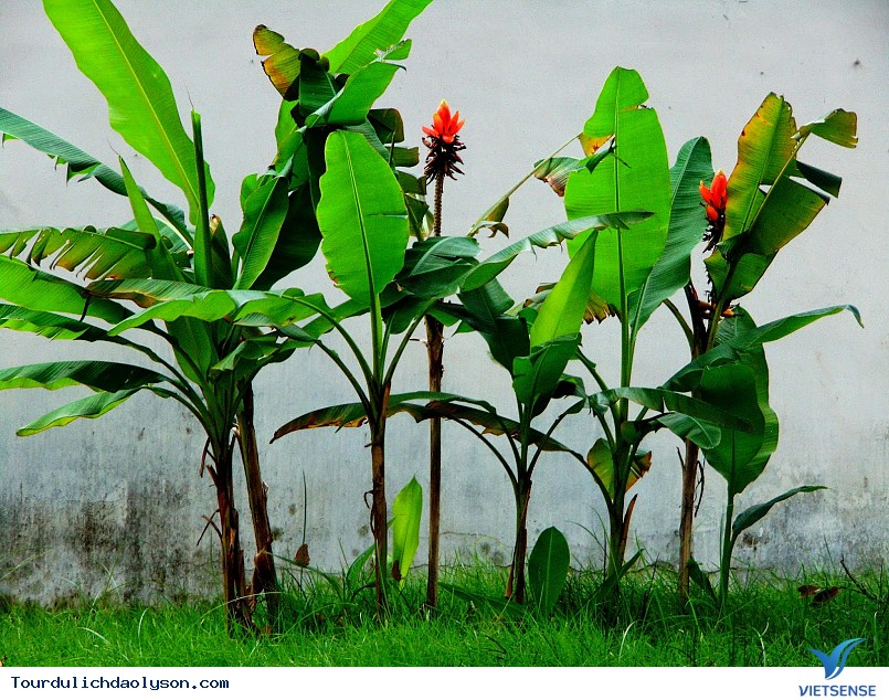 Chuối hột rừng là một bài thuốc quý - Ảnh 2 Chuối hột rừng là một bài thuốc quý - Ảnh 2