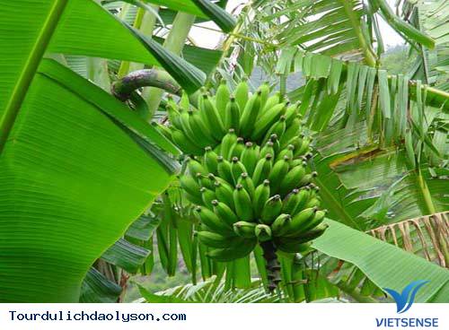 Chuối hột rừng là một bài thuốc quý - Ảnh 1 Chuối hột rừng là một bài thuốc quý - Ảnh 1