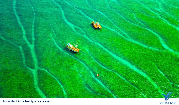 Bãi Rêu Lý Sơn Bãi Rêu Lý Sơn