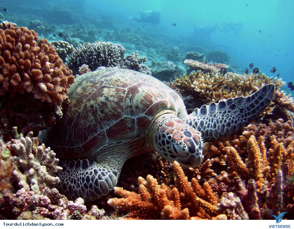 Bảo vệ rùa biển qua làng bích họa đảo Lý Sơn - Ảnh 4