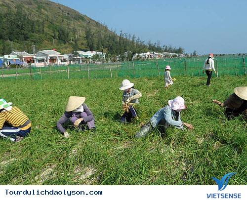Biển Khe Hai- Quảng Ngãi - Ảnh 4