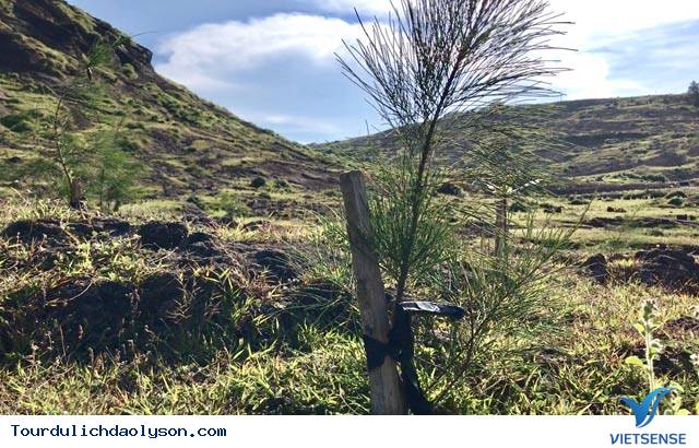 Bộ đội khoét đá để phủ xanh cho núi trên đảo Lý Sơn - Ảnh 4